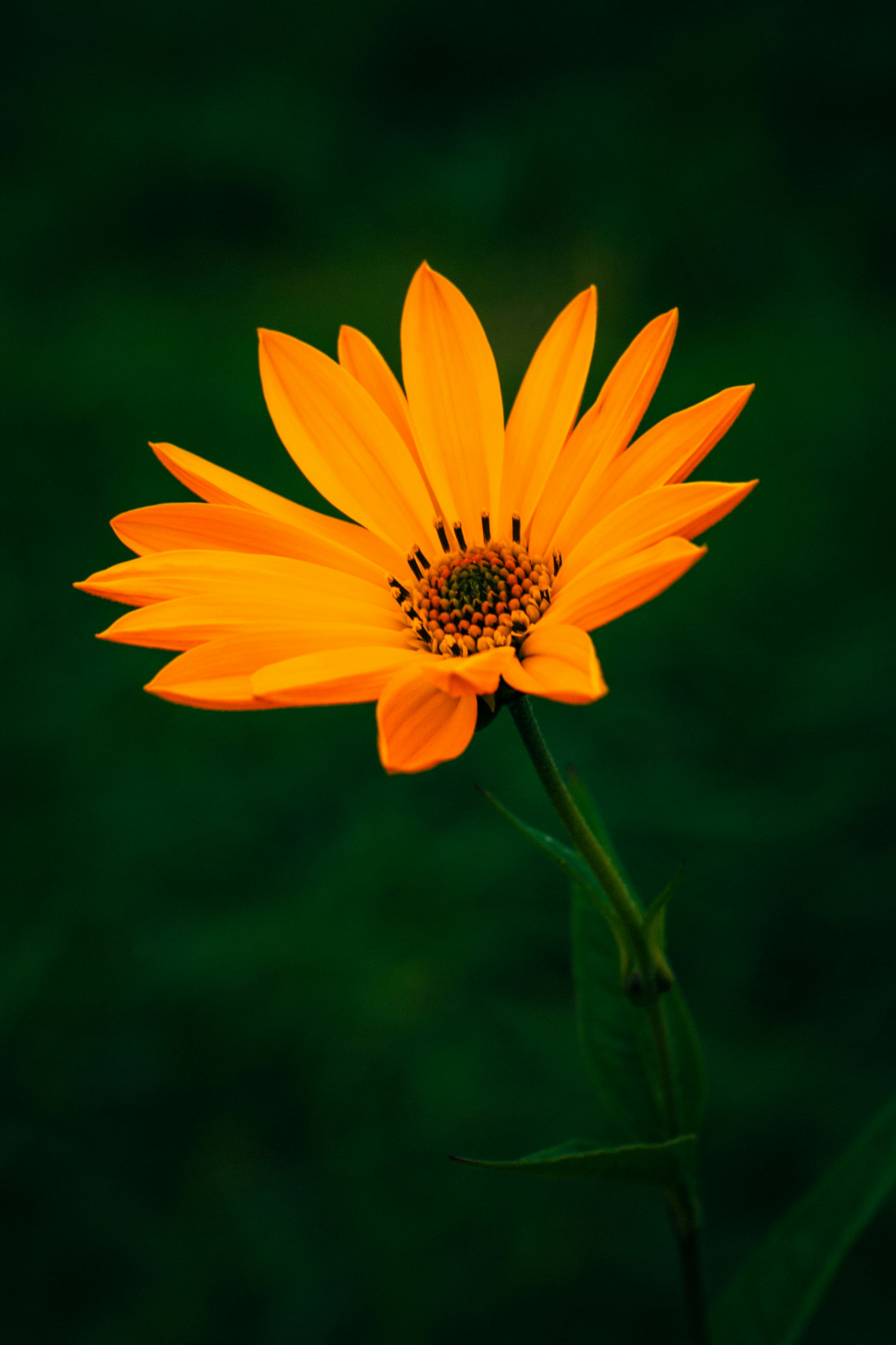 Amber flower — bloom into the health you deserve